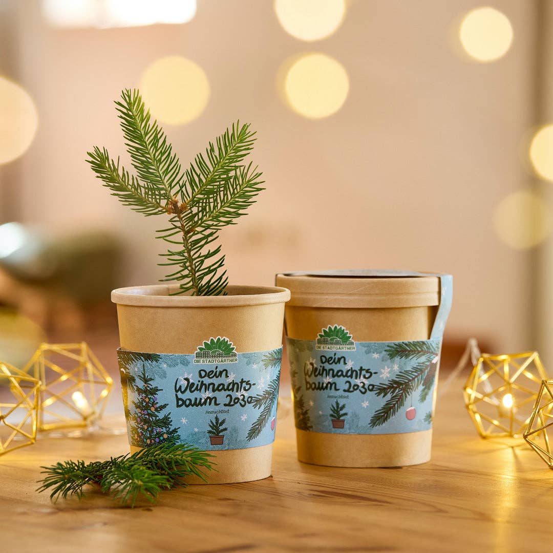 Anzuchtset Weihnachtsbaum