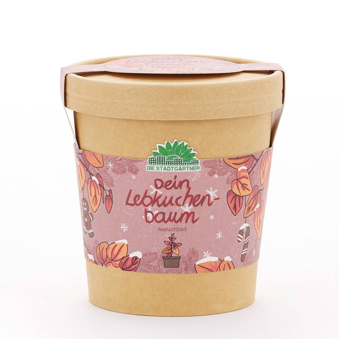 Anzuchtset Lebkuchenbaum