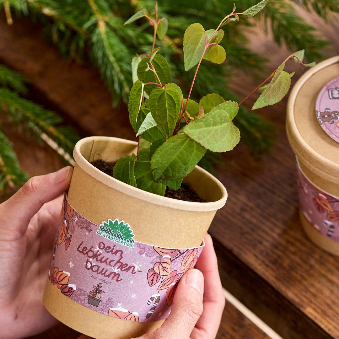 Anzuchtset Lebkuchenbaum