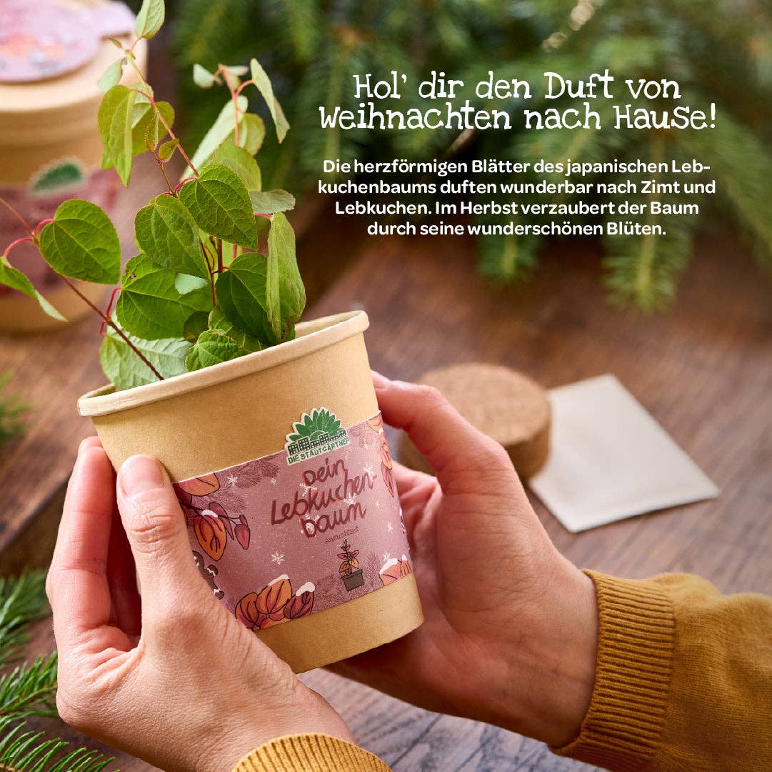 Anzuchtset Lebkuchenbaum