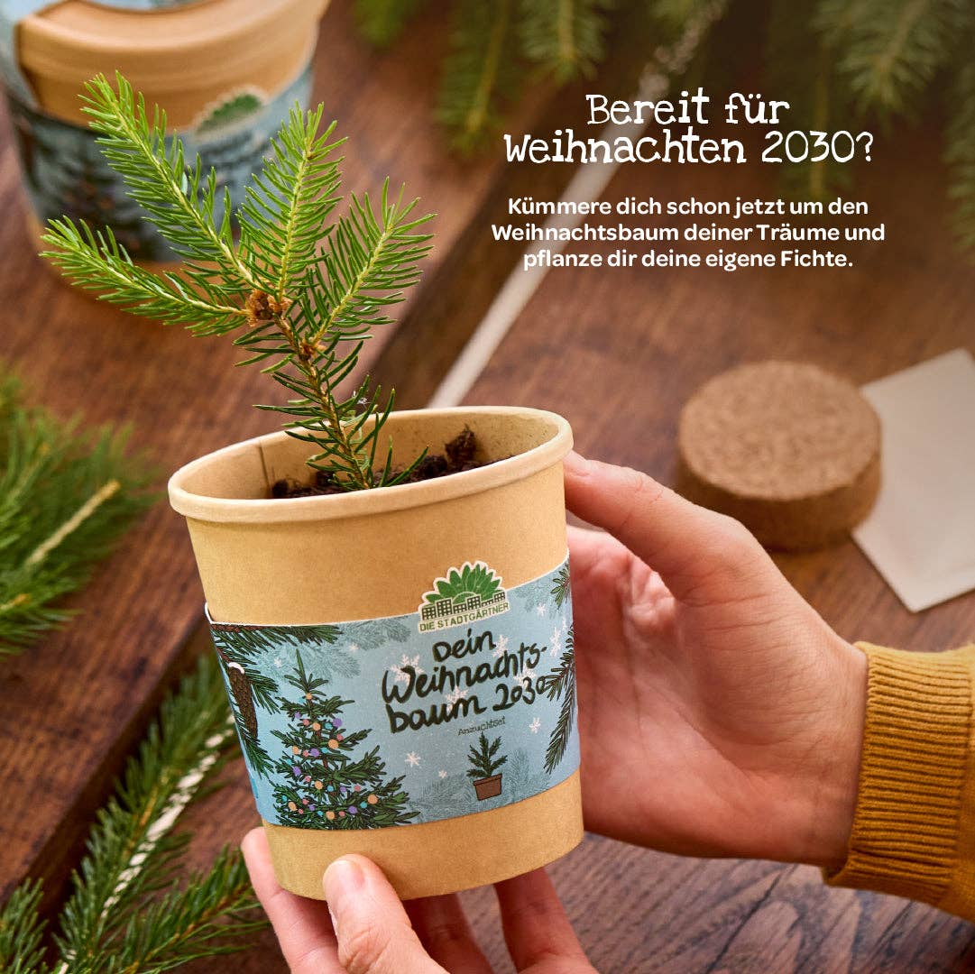 Anzuchtset Weihnachtsbaum - lyllevenn