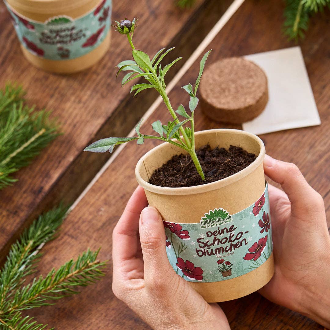 Schokoblümchen im Becher – Anzuchtset - lyllevenn
