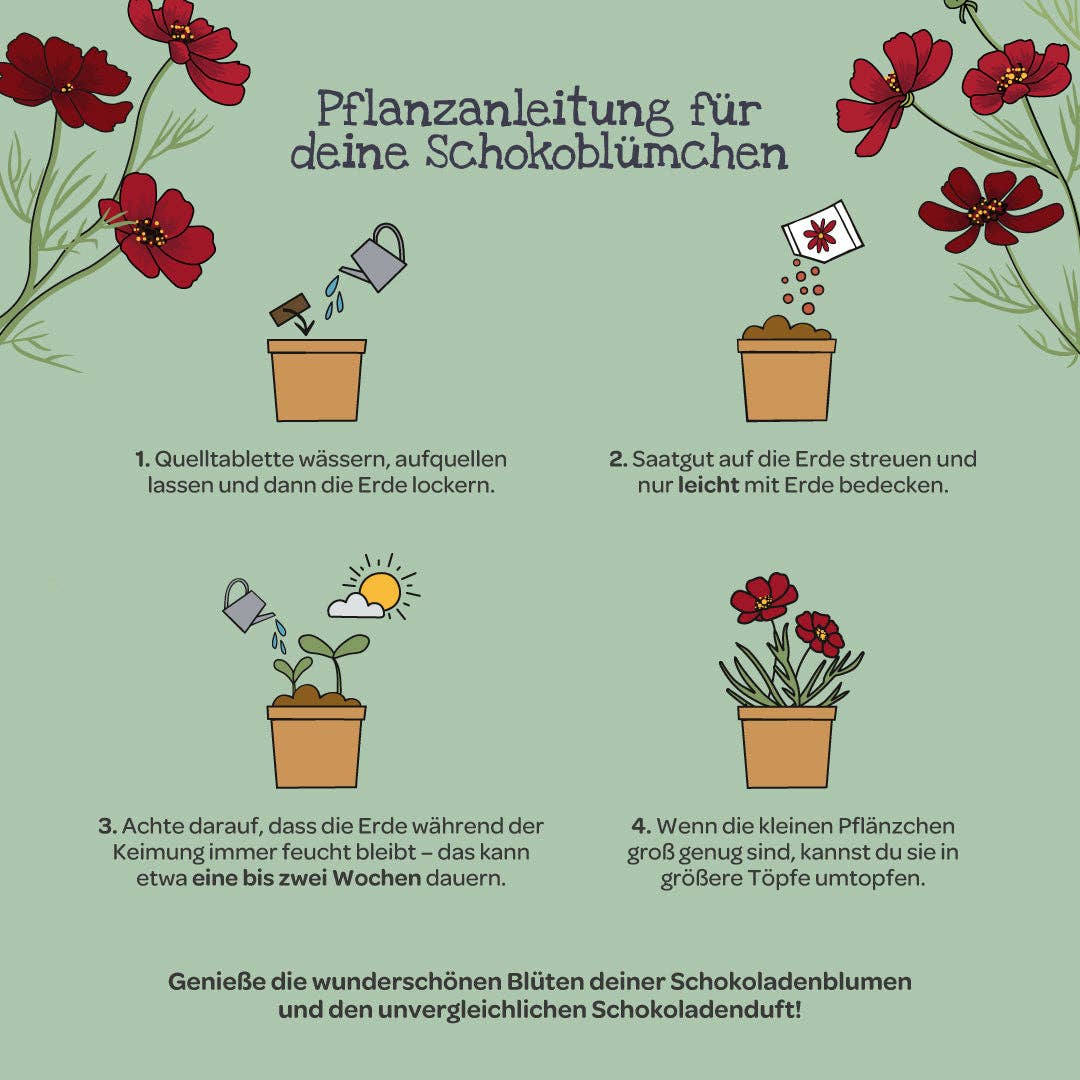 Schokoblümchen im Becher – Anzuchtset - lyllevenn