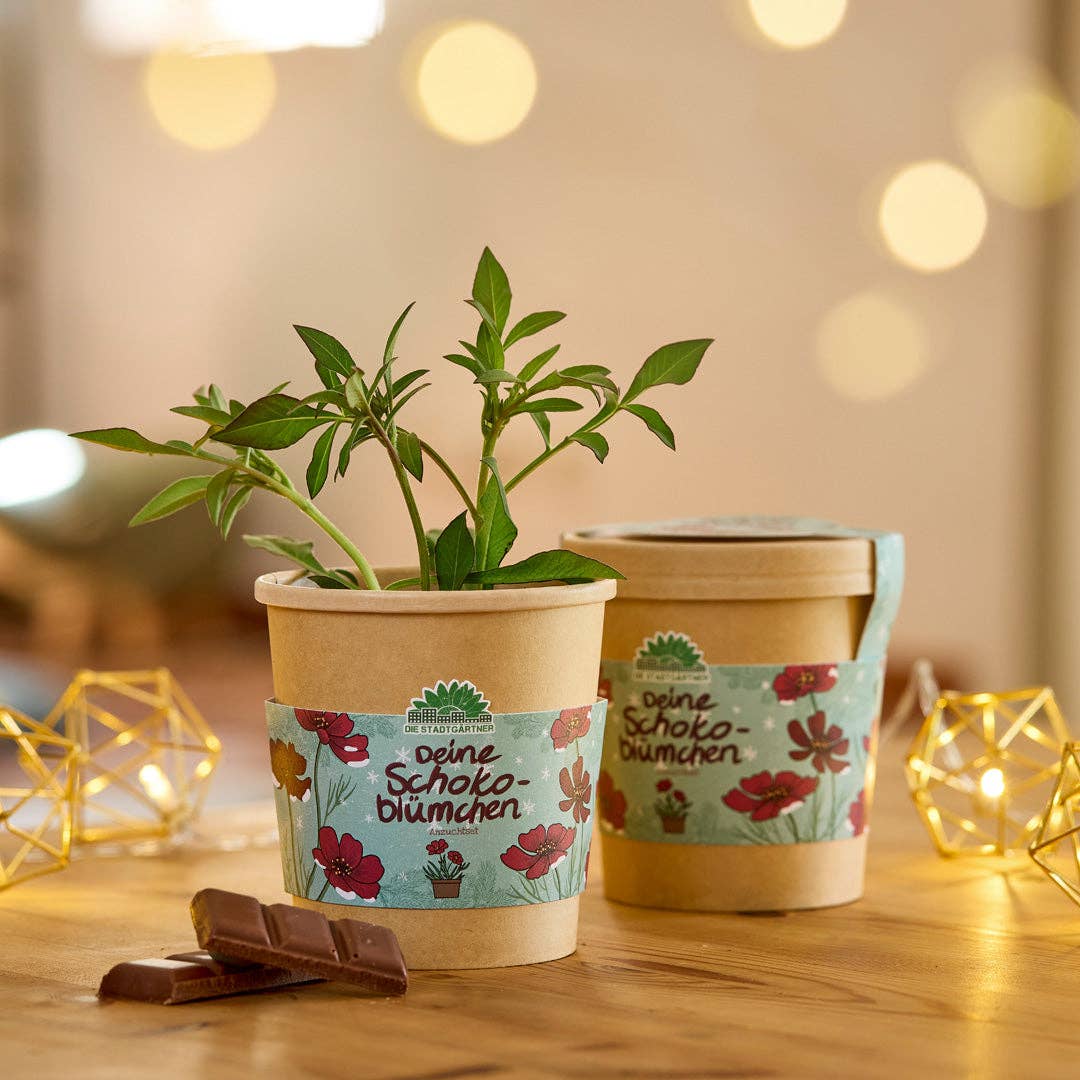 Schokoblümchen im Becher – Anzuchtset - lyllevenn