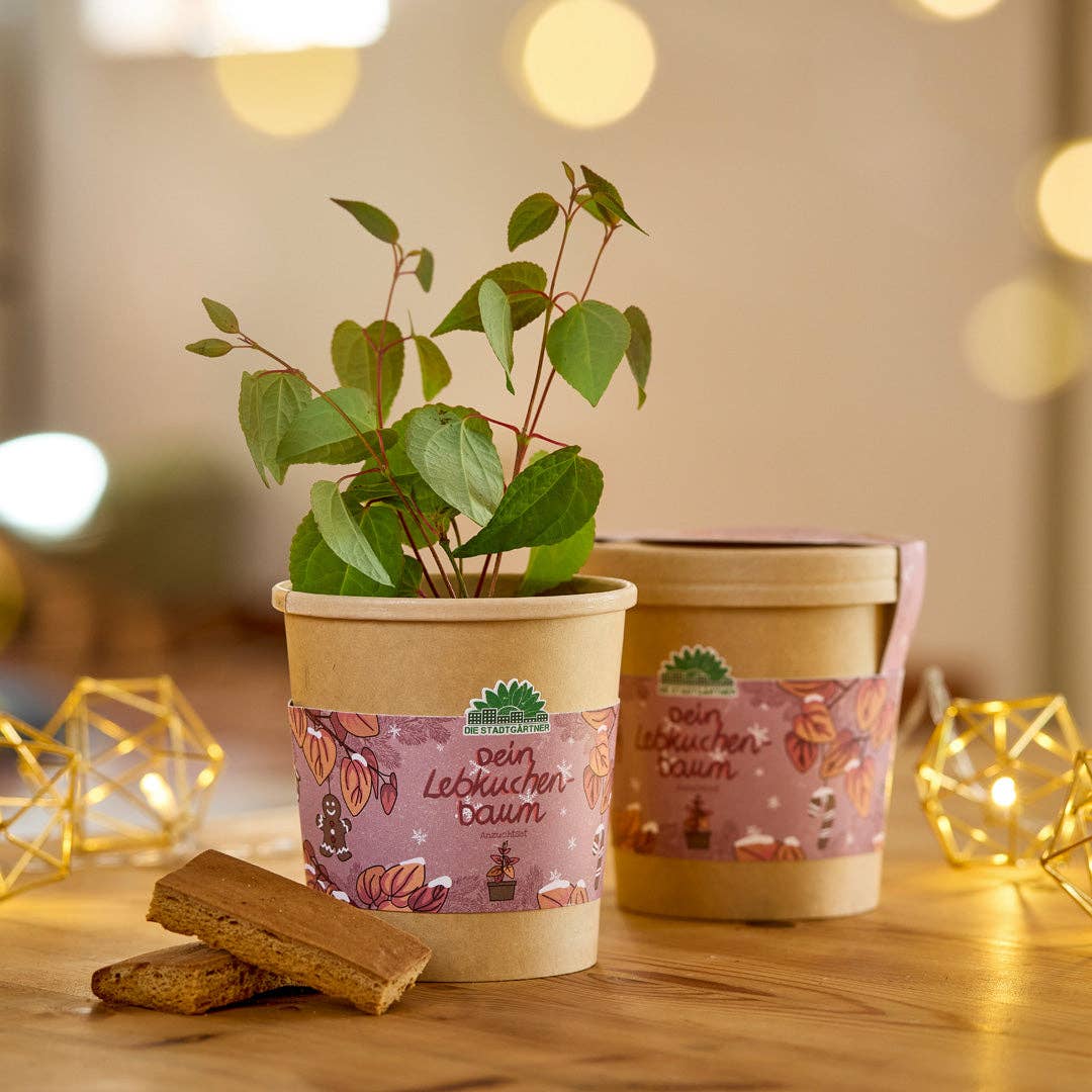 Anzuchtset Lebkuchenbaum