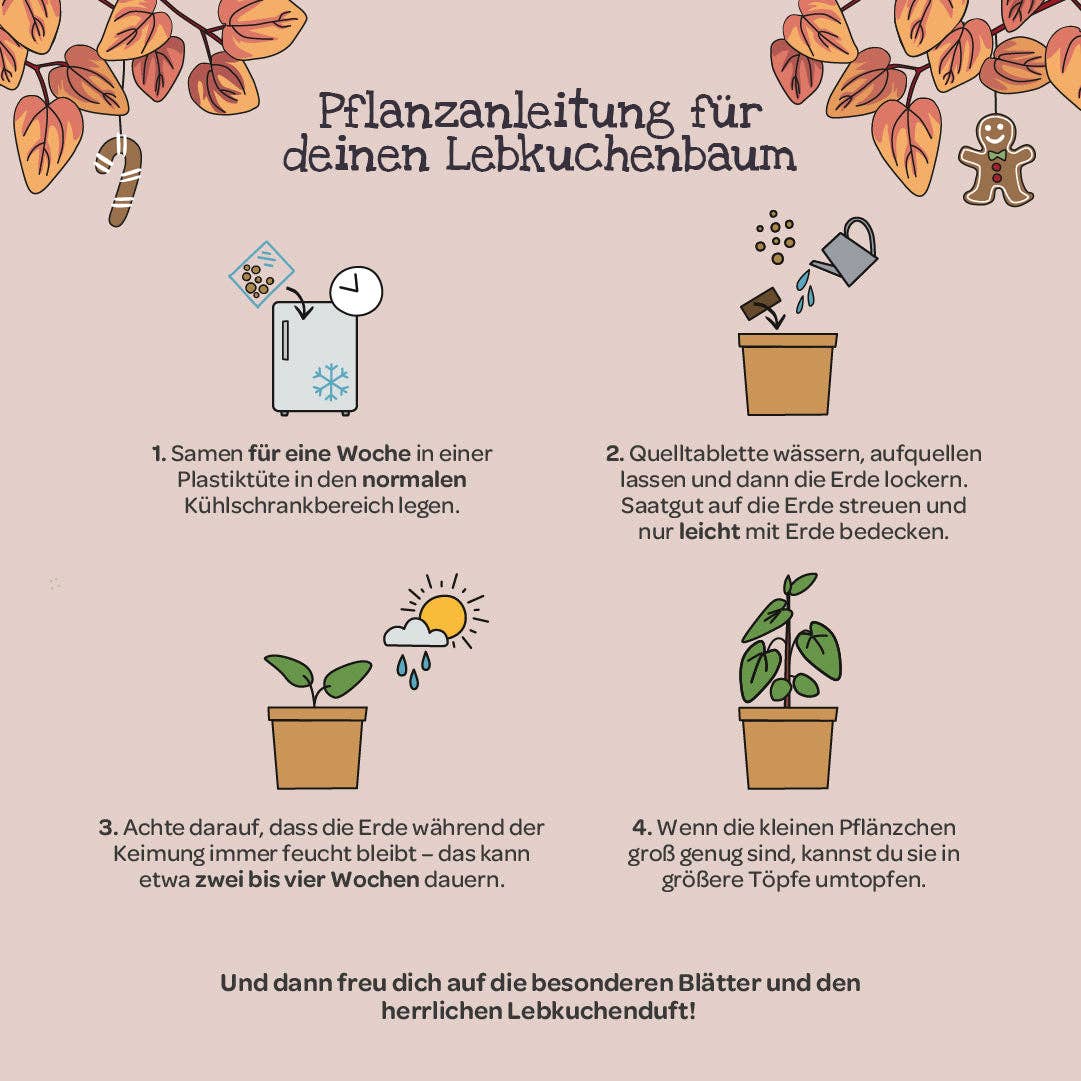 Anzuchtset Lebkuchenbaum - lyllevenn