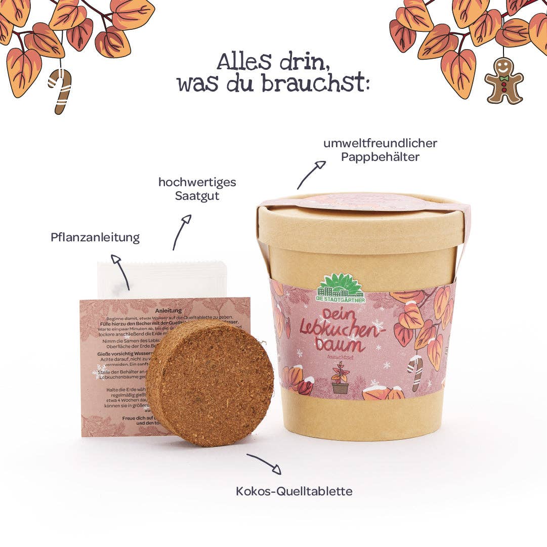 Anzuchtset Lebkuchenbaum - lyllevenn