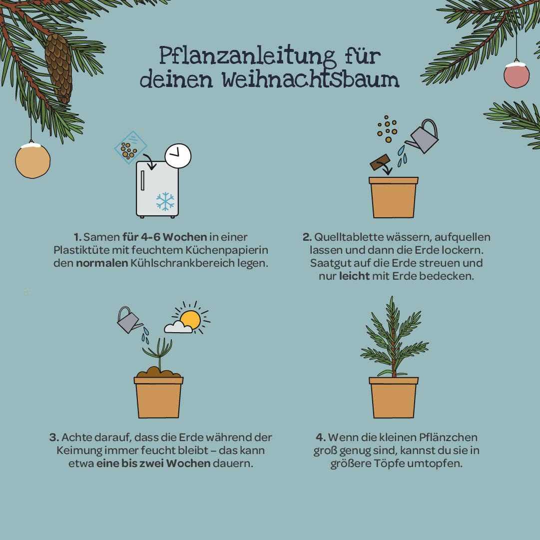 Anzuchtset Weihnachtsbaum - lyllevenn