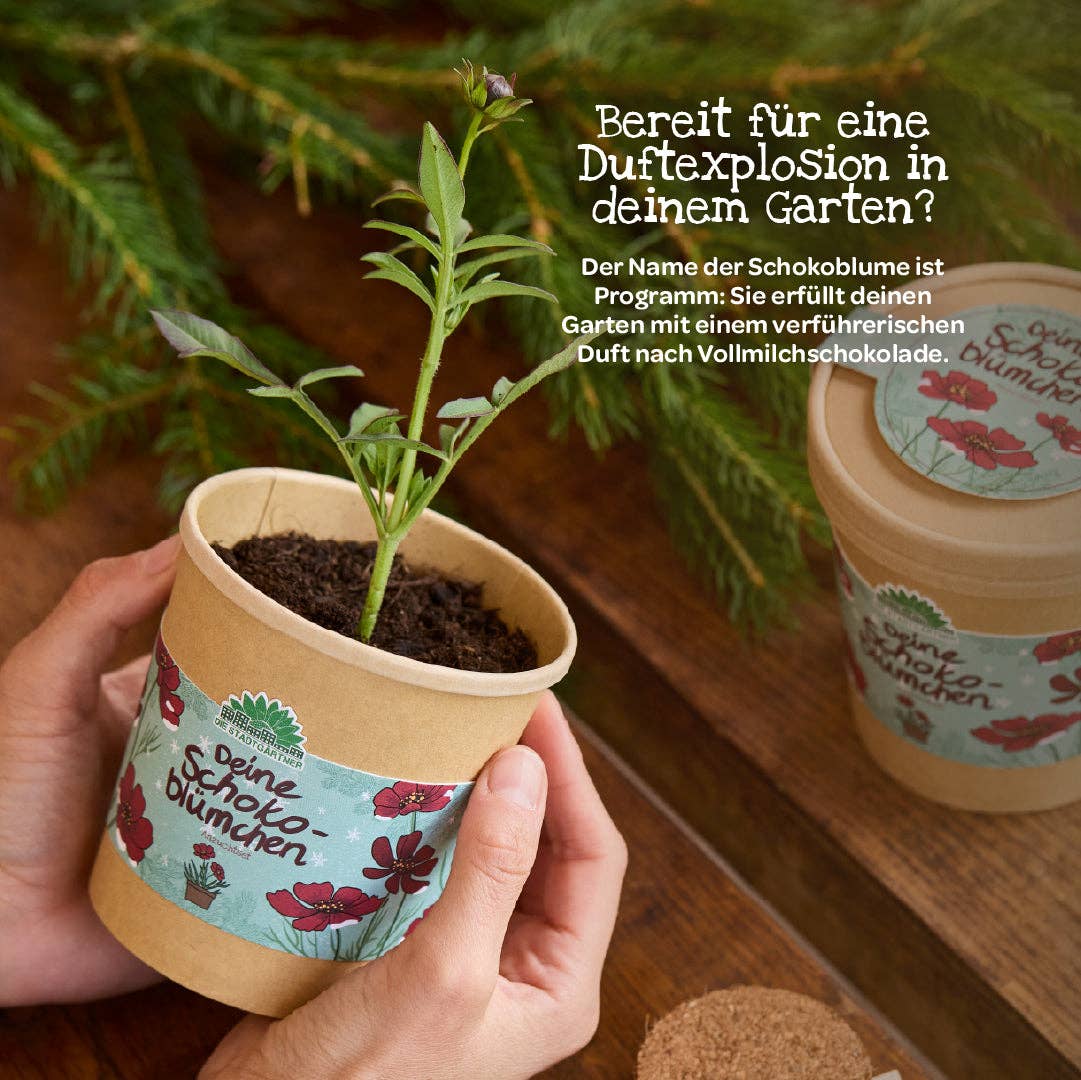 Anzuchtset - Schokoblumen